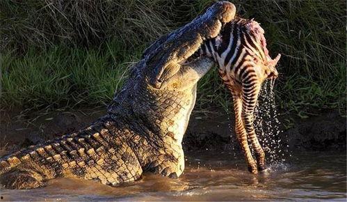 网红吃瓜鳄鱼图片,惊险瞬间引网友热议